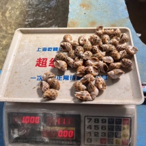 出售东风螺