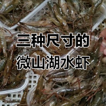 微山湖五节腿大清虾