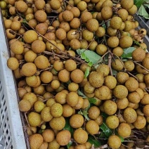 石侠龙眼大量出来了