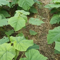 速生紫花泡桐