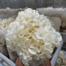 精品绣球菌