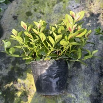 140黑杯金鱼花