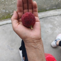 东魁杨梅‘
