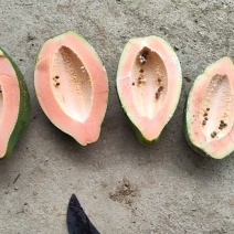 益元六号水果木瓜