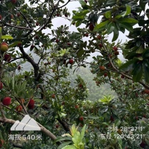 仙居杨梅高山杨梅