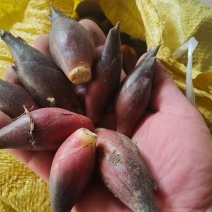 阳荷