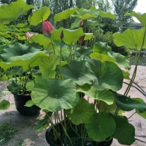 各种盆栽普通的精品的