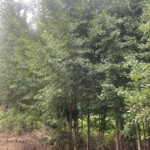 银杏，桂花，白玉兰
