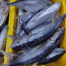 灯光围网漂亮炸弹鱼，长期货源稳定、量大现货1.5KG-3KG