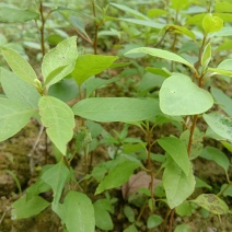 木姜子苗山苍子苗