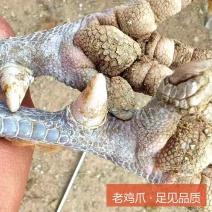 玉米喂养，十年老店自家山林散养诚信商家正宗淮南王草公鸡