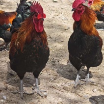 黑瑶公鸡