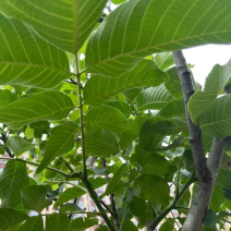 云南大理漾濞核桃树，树龄18年，整树出售，数量3000棵