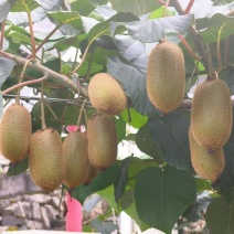 精品大小中果