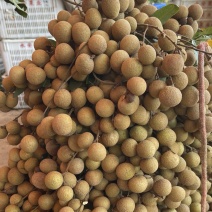 高州石侠龙眼