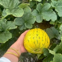 湖北花美人甜瓜，花蕾香瓜整车批发，商超，团购