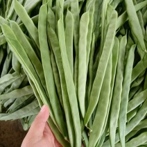 山西应县精品扁豆大量上市，质量好，货源充足，产地直供。