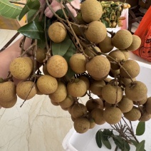 储粮龙眼，石硖龙眼