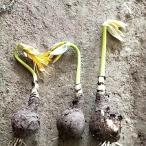 黄花石蒜忽地笑