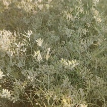 甘肃种植的新疆托克逊孜然