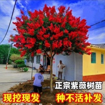 紫薇花盆栽老桩苗红花紫薇苗百日红粉花紫薇红火箭紫薇花苗花卉.