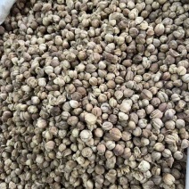 漂亮白净白豆蔻