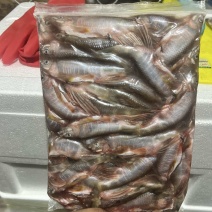 溪流鱼，山坑鱼仔，桃花鱼