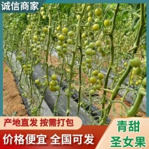 青甜圣女果基地直供可全国发货欢迎来电