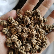 猫爪草手挑货