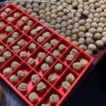 白狮子现货600多对，精品陆续出对入库中，支持批量拿货