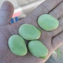 绿皮特大豆米蚕豆