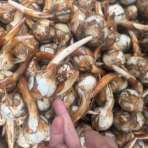 云南大茨菇小慈菇中号茨菇蓝白产地直销快递整车物流全国发货