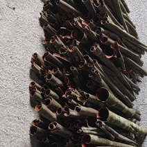 湖北恩施大山野生桂皮，
