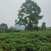乌桕树，木梓树，野生