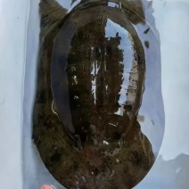 野生甲鱼
