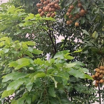 龙眼果