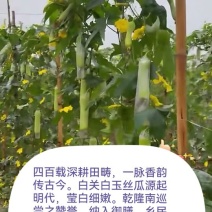 湖南白王丝瓜