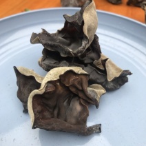 毛木耳白背毛木耳二茬毛木耳脆木耳电商木耳