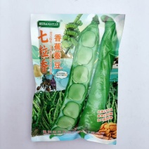 七粒香香蕉蚕豆种子罗汉豆种籽春秋冬季播早熟耐寒胡豆种孑