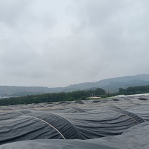 韭黄