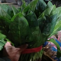 河北邯郸南大堡蔬菜批发市场精品菠菜大量批发