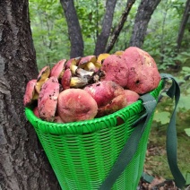东北野生菌