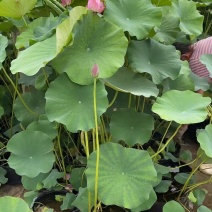 盆栽荷花带花苞，高度一米上