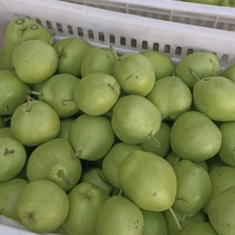 陕西大荔早酥梨青皮早熟梨货源充足口感脆甜欢迎联系