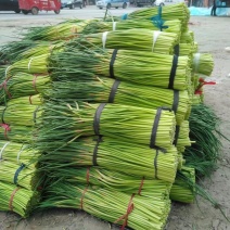开封精品蒜薹大量上市，产地直发，实力代办，欢迎合作