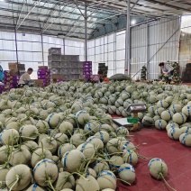 牛三网纹瓜嘉华101美华玫珑网好糖度高量大产地包棚定货