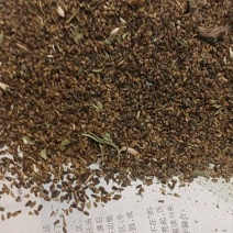 野生益母草种子，现割现发。