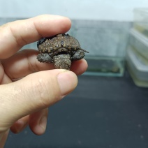佛鳄龟小苗