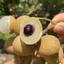 海南广东石硖龙眼，储良龙眼。