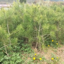 白皮松油松白蜡刺槐国槐七叶树